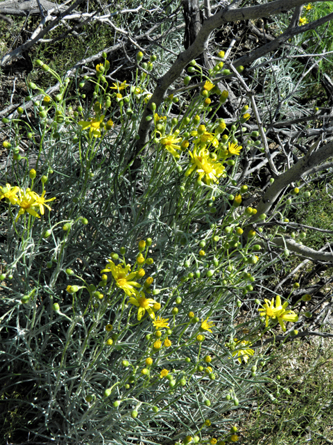 Senecio flaccidus (Threadleaf ragwort) #86413