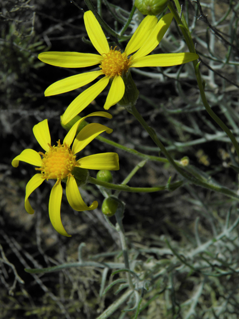 Senecio flaccidus (Threadleaf ragwort) #86414