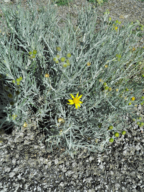 Senecio flaccidus (Threadleaf ragwort) #86415