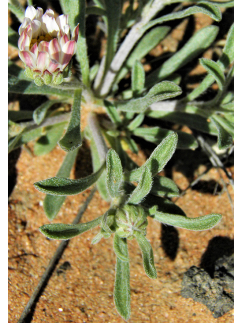 Townsendia annua (Annual townsend daisy) #86417