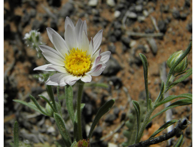 Townsendia annua (Annual townsend daisy) #86420