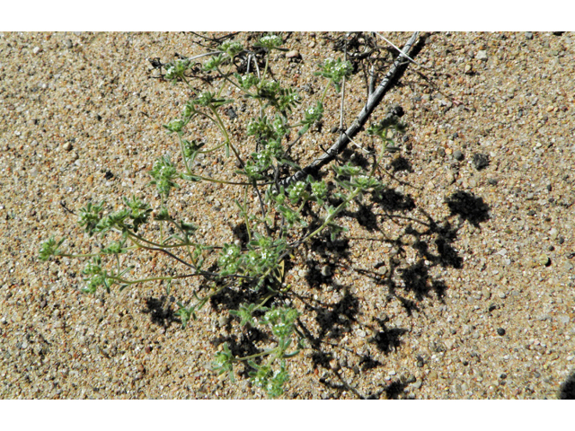 Cryptantha mexicana (Mexican cryptantha) #86435