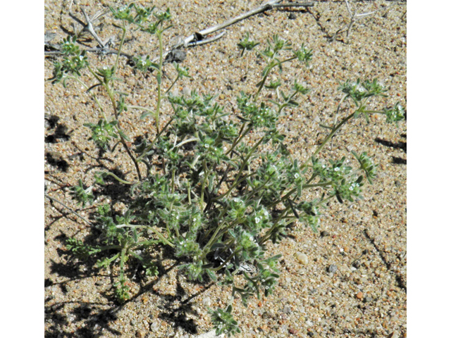 Cryptantha mexicana (Mexican cryptantha) #86436