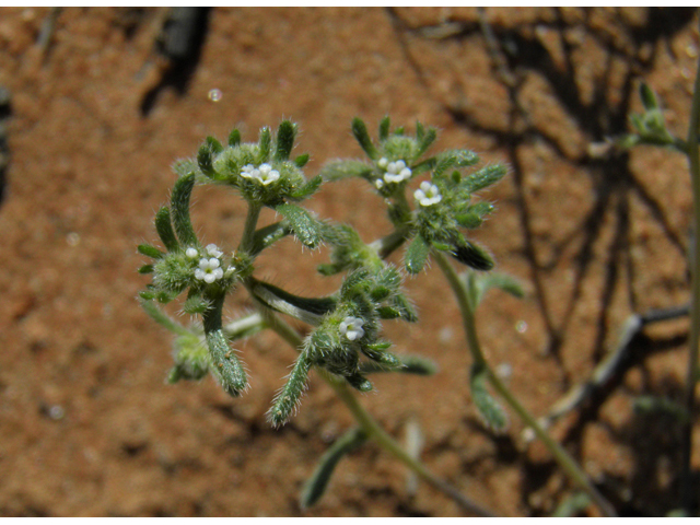 Cryptantha mexicana (Mexican cryptantha) #86438