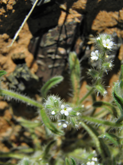 Cryptantha angustifolia (Panamint cryptantha) #86441