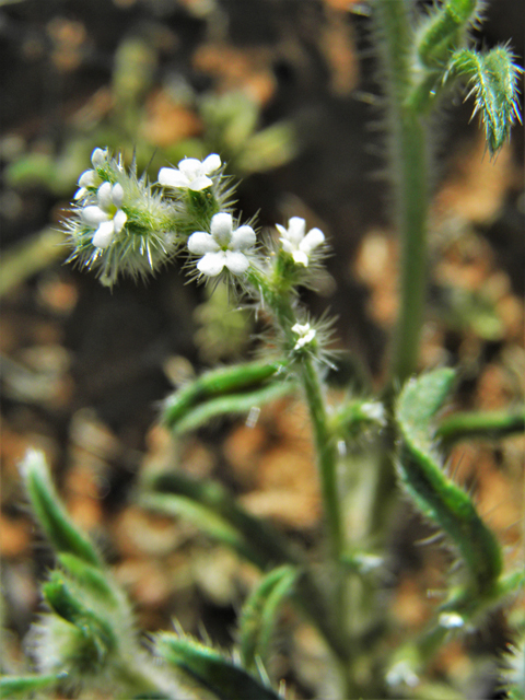 Cryptantha angustifolia (Panamint cryptantha) #86442