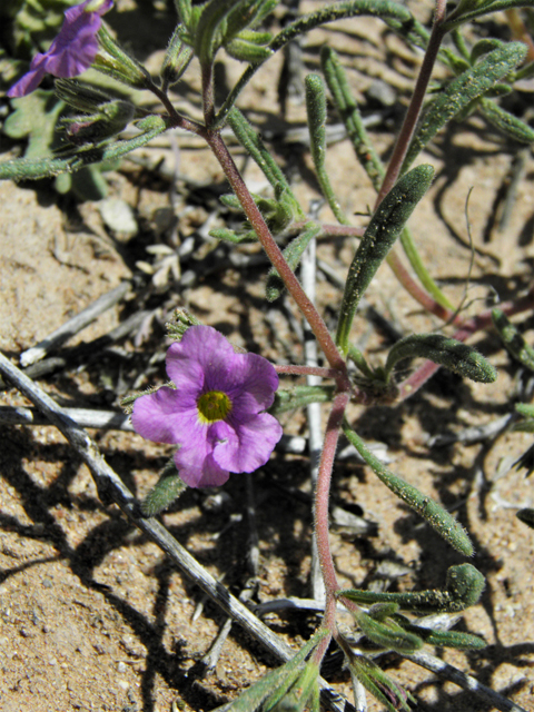 Nama hispidum (Sand bells) #86461