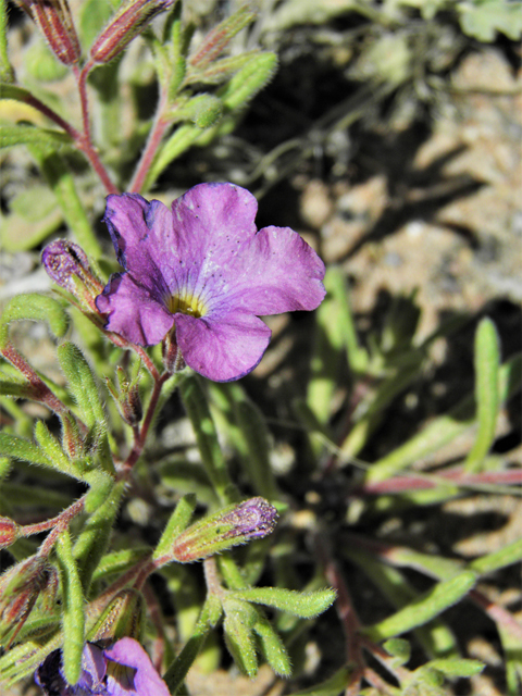 Nama hispidum (Sand bells) #86462