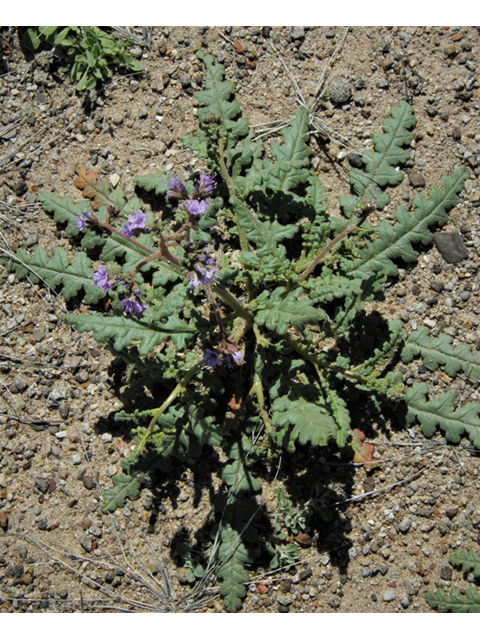 Phacelia crenulata (Cleft-leaf wild heliotrope) #86464