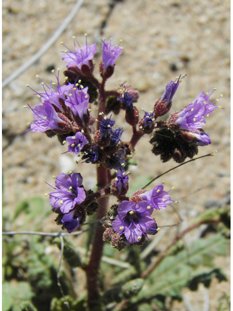 Phacelia crenulata (Cleft-leaf wild heliotrope) #86509