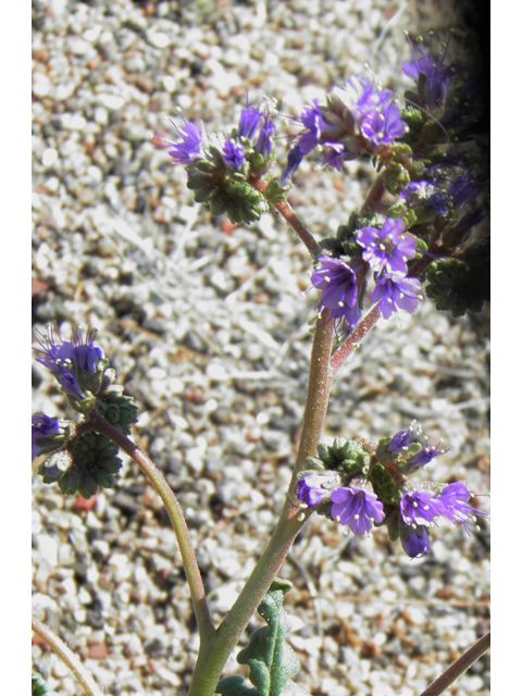 Phacelia crenulata (Cleft-leaf wild heliotrope) #86510