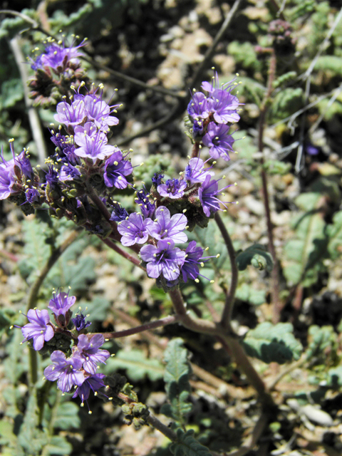 Phacelia crenulata (Cleft-leaf wild heliotrope) #86513