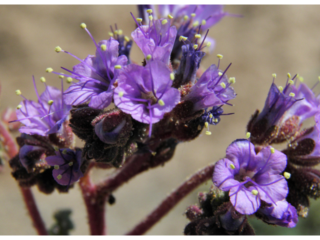 Phacelia crenulata (Cleft-leaf wild heliotrope) #86514