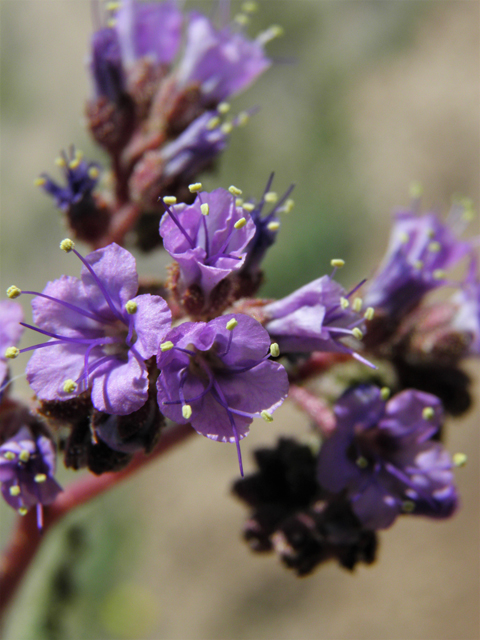 Phacelia crenulata (Cleft-leaf wild heliotrope) #86515