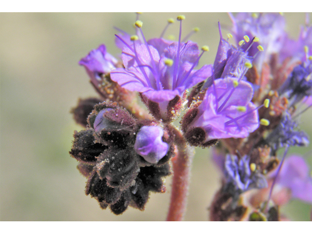 Phacelia crenulata (Cleft-leaf wild heliotrope) #86516