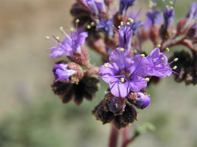 Phacelia crenulata (Cleft-leaf wild heliotrope) #86517