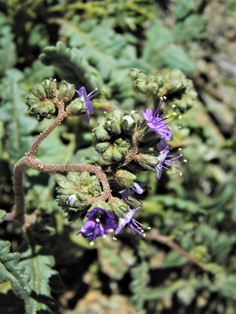 Phacelia crenulata (Cleft-leaf wild heliotrope) #86518