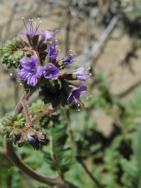 Phacelia crenulata (Cleft-leaf wild heliotrope) #86520