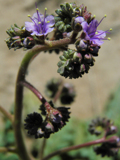 Phacelia crenulata (Cleft-leaf wild heliotrope) #86521