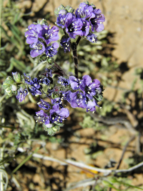 Phacelia crenulata (Cleft-leaf wild heliotrope) #86522