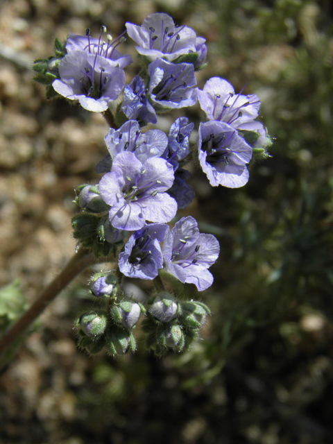 Phacelia crenulata (Cleft-leaf wild heliotrope) #86523