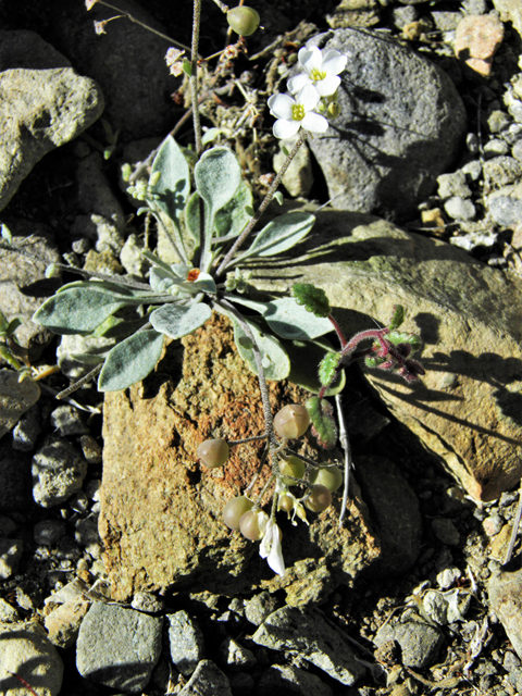 Lesquerella purpurea (Rose bladderpod) #86525