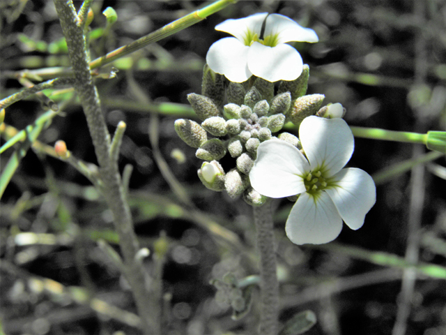 Lesquerella purpurea (Rose bladderpod) #86526