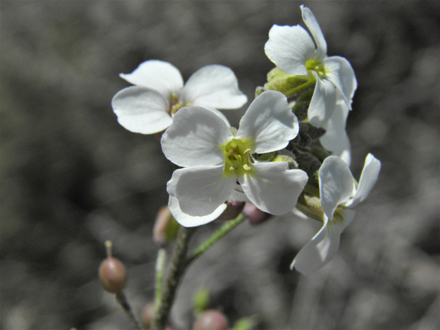 Lesquerella purpurea (Rose bladderpod) #86528