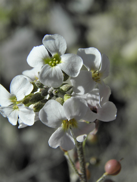 Lesquerella purpurea (Rose bladderpod) #86534