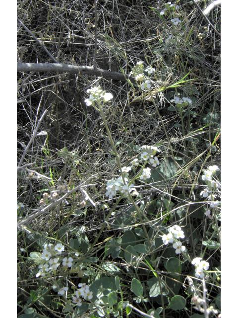 Lesquerella purpurea (Rose bladderpod) #86535