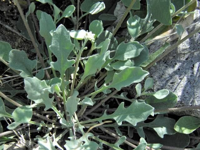 Lesquerella purpurea (Rose bladderpod) #86538