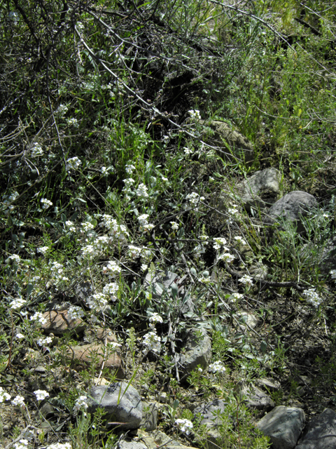 Lesquerella purpurea (Rose bladderpod) #86539