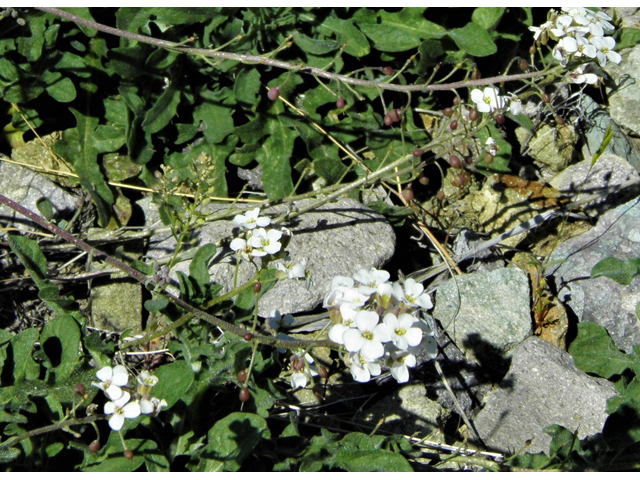 Lesquerella purpurea (Rose bladderpod) #86540