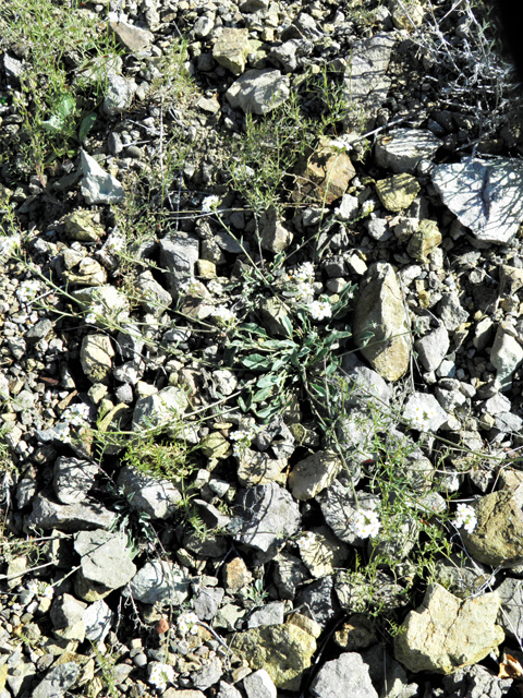 Lesquerella purpurea (Rose bladderpod) #86541