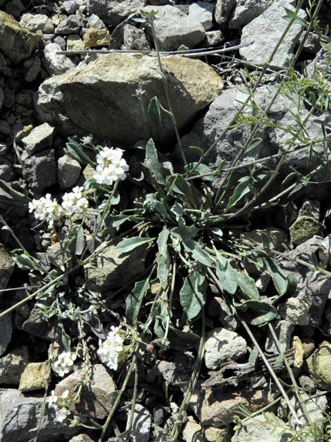 Lesquerella purpurea (Rose bladderpod) #86542