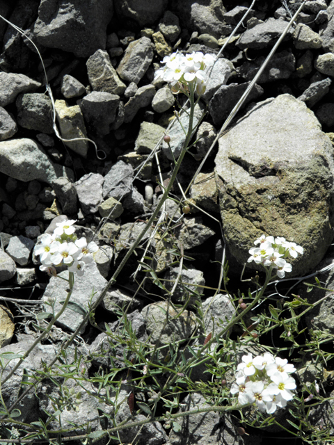 Lesquerella purpurea (Rose bladderpod) #86543