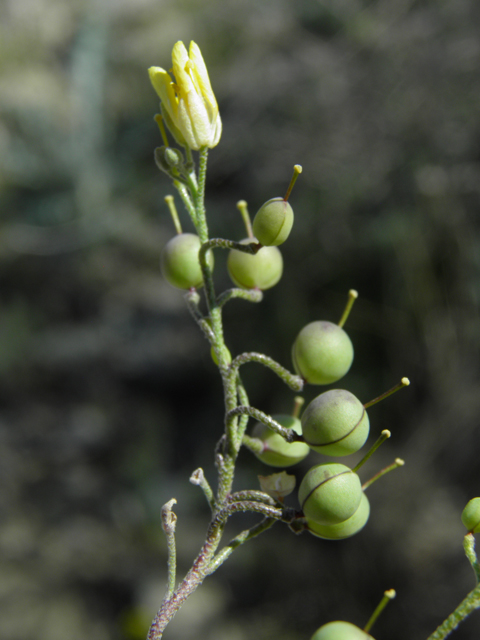 Lesquerella gordonii (Gordon's bladderpod) #86556