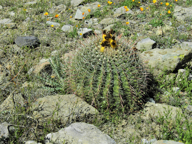 Ferocactus wislizeni (Candy barrel) #86568