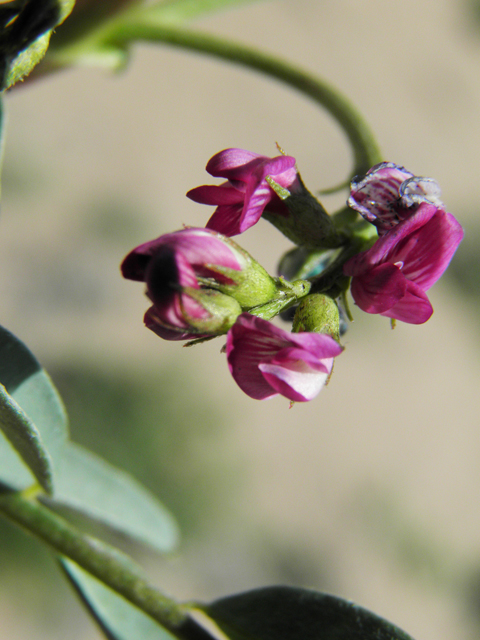 Astragalus allochrous (Halfmoon milkvetch) #86581