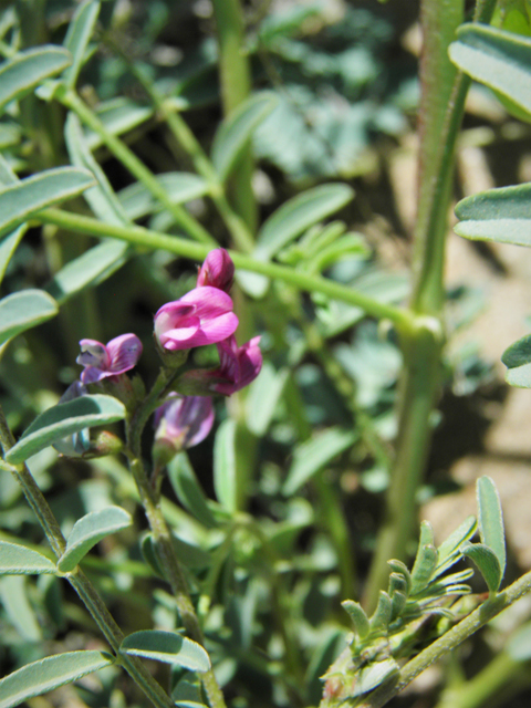 Astragalus allochrous (Halfmoon milkvetch) #86588