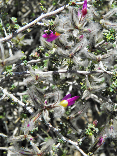 Dalea formosa (Featherplume) #86638