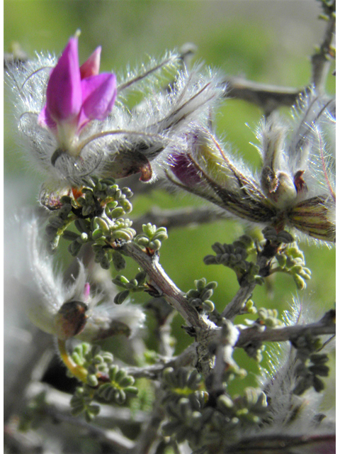 Dalea formosa (Featherplume) #86639