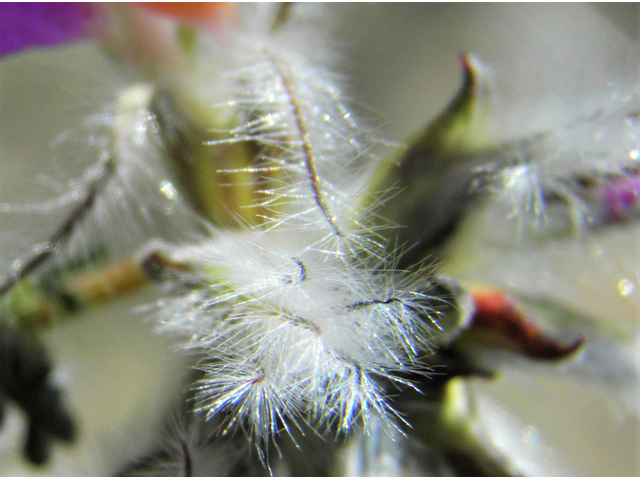 Dalea formosa (Featherplume) #86640