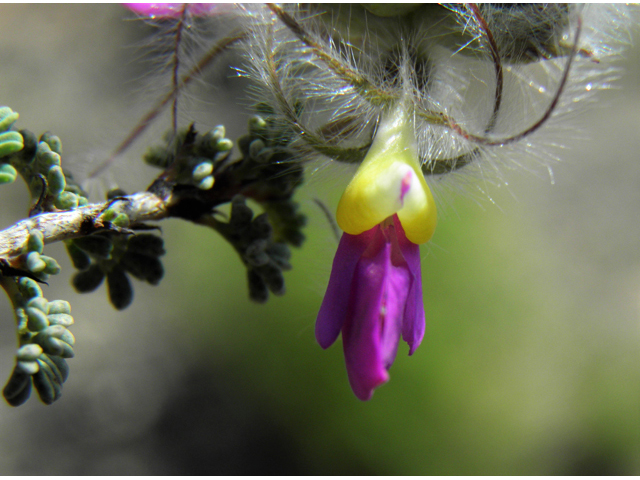 Dalea formosa (Featherplume) #86641