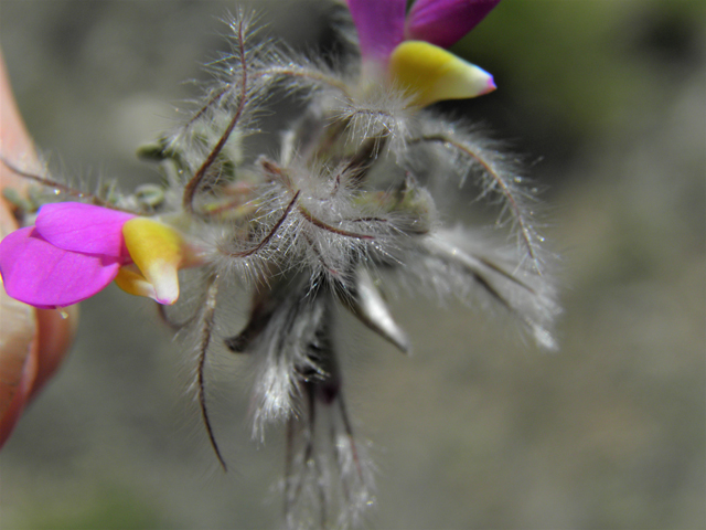 Dalea formosa (Featherplume) #86646