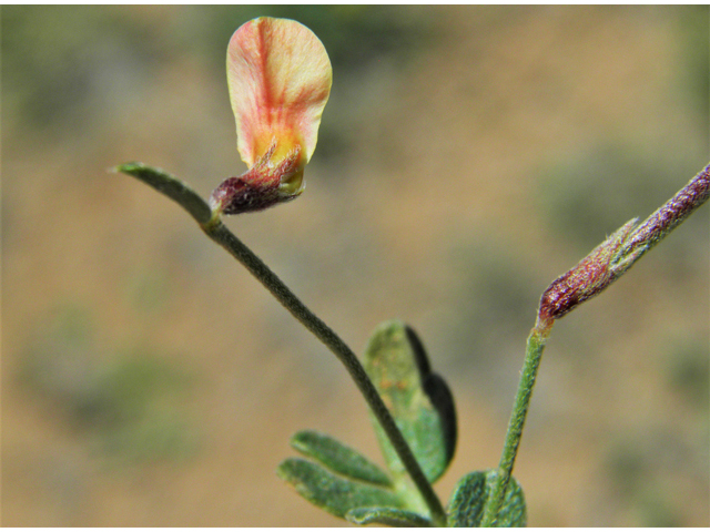 Lotus plebeius (New mexico bird's-foot trefoil) #86651