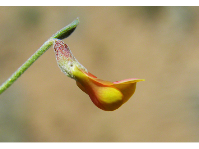 Lotus plebeius (New mexico bird's-foot trefoil) #86653