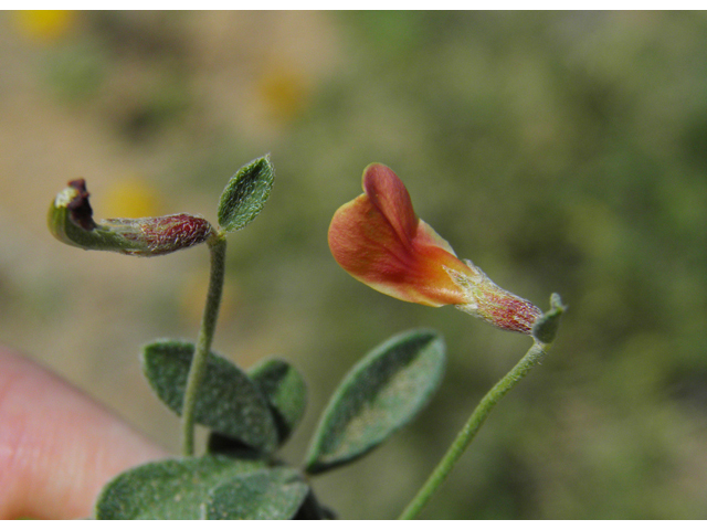 Lotus plebeius (New mexico bird's-foot trefoil) #86654