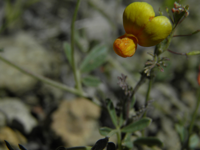 Lotus plebeius (New mexico bird's-foot trefoil) #86660