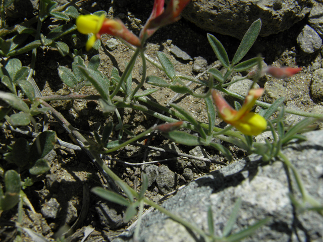 Lotus plebeius (New mexico bird's-foot trefoil) #86663